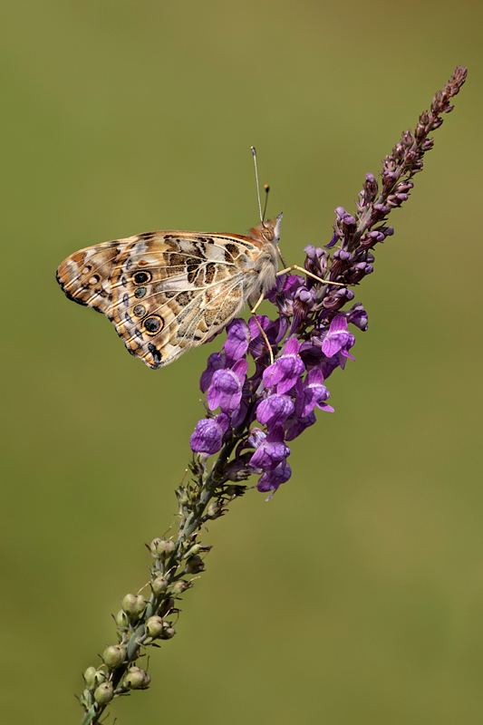 Painted Lady 1